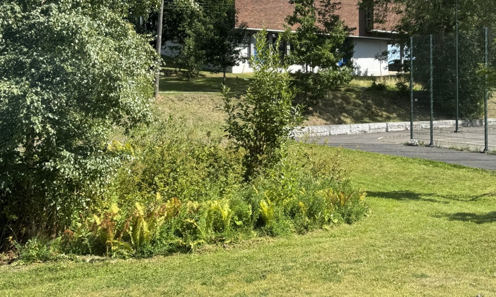 Regnbed som klimatilpasningstiltak mot styrtregn i Lambertseter natur- og fritidspark
