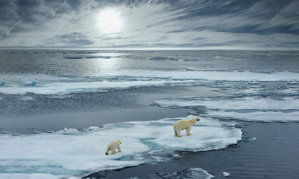 isbjørn og unger går på isflak i norske arktiske farvann