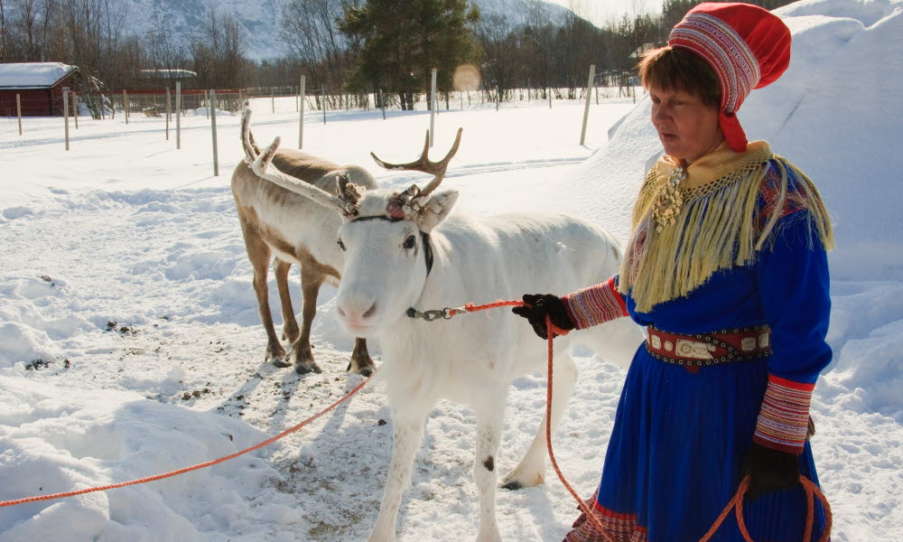 Samisk kvinne med reinsdyr