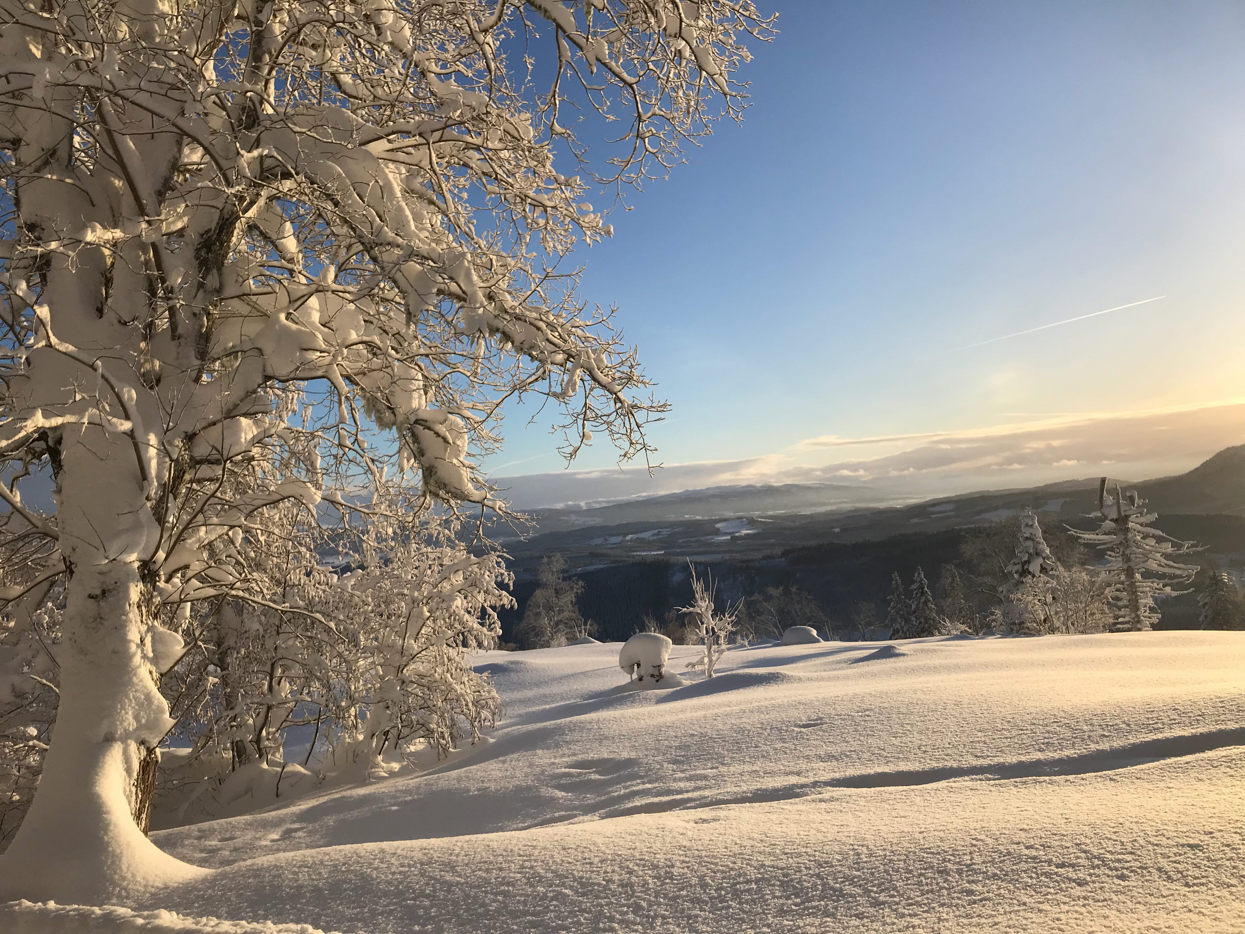 Tre dekket av snø i norsk vinter